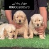 پرورش سگ خانگی گلدن رتریور اسکاتلندی