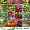 خرید نهال از نهالستان با قیمت فروش مناسب