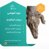دوره آموزشی پرورش کروکودیل
