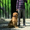 رتریور طلایی(گلدن رتریور Golden Retriever)
