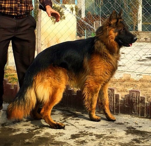 بزرگترین مجموعه فروش سگ ژرمن در ایران