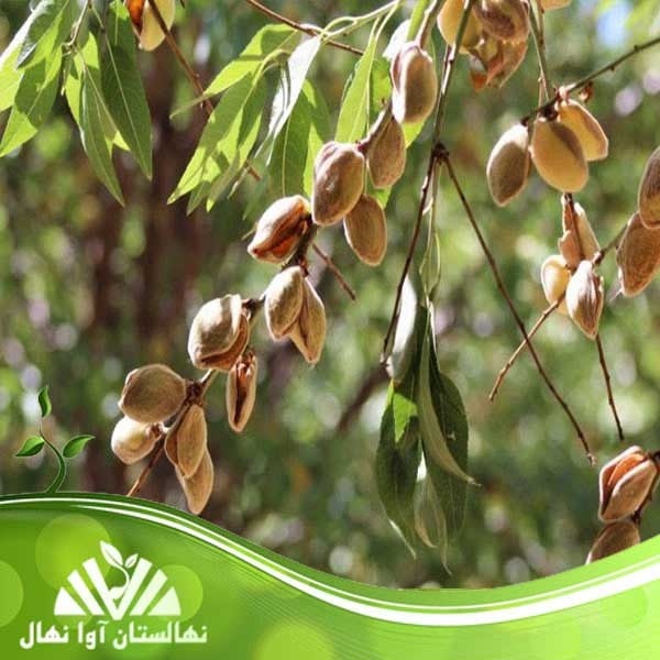نهال بادام پربار و مقاوم به سرما، مناسب تمام مناطق