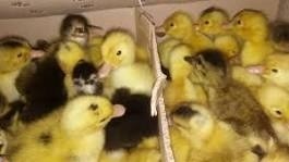 فروش اردک یکروزه و15روزه ورامین فروش جوجه رنگی