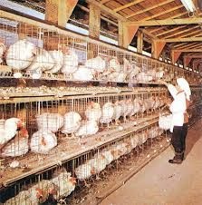 فروش قفس مرغ تخمگذارشرکت زرین توتک