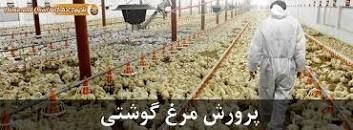 فروش جوجه مرغ گوشتی