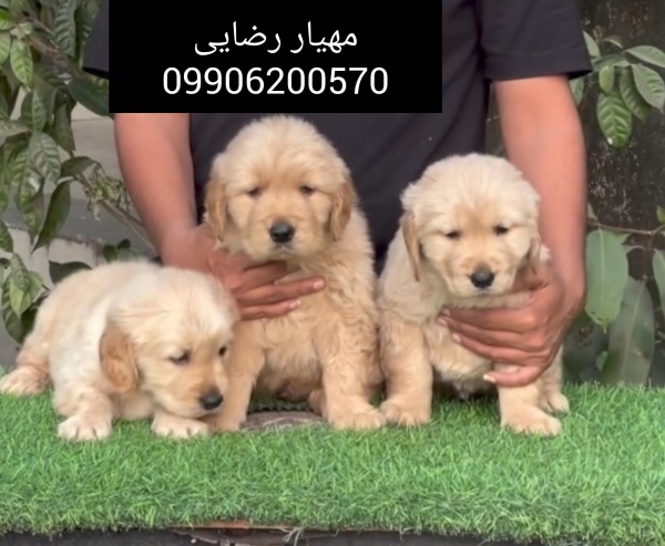 پرورش سگ خانگی گلدن رتریور اسکاتلندی