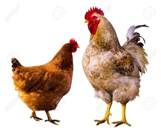 مرغ و خروس تخم گذار بومی و رسمی اصلاح نژادشده
