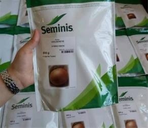 بذر پیاز طلایی گلدن ای