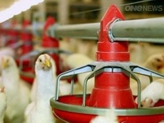 فروش ابخوری و دانخوری مرغ