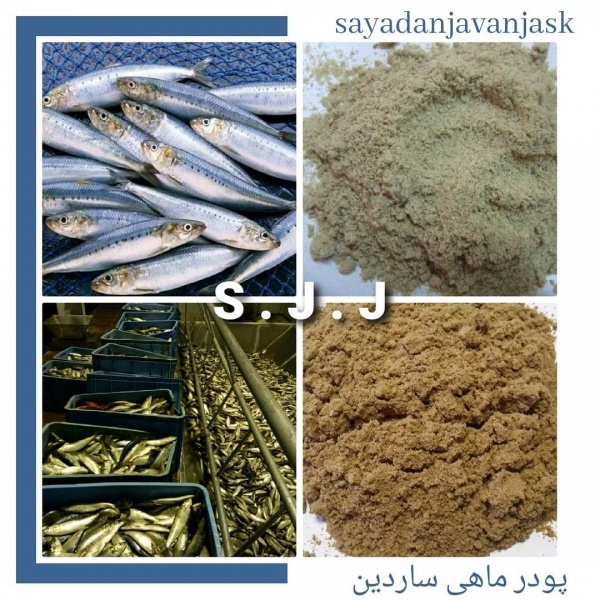 پودر ماهی، خرید و فروش پودر ماهی، پودر میگو، ماهی