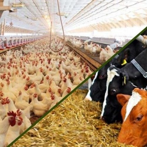 فروش خوراک دام و طیور