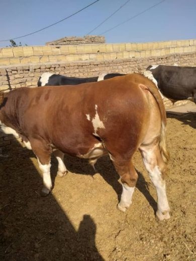 مرکز فروش بهترین جنس گوساله های پرواری سمینتال