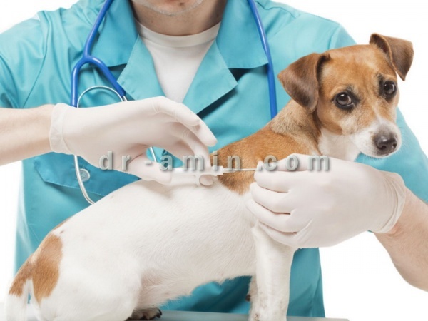 خدمات دامپزشکی و درمانی حیوانات خانگی