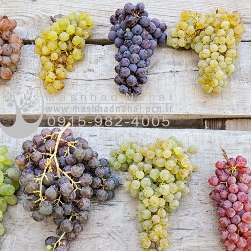 فروش ارقام مختلف نهال میوه و انگور