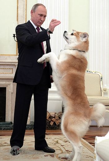 فروش سگ آکیتا ژاپنی و آمریکایی توله و بالغ اصیل