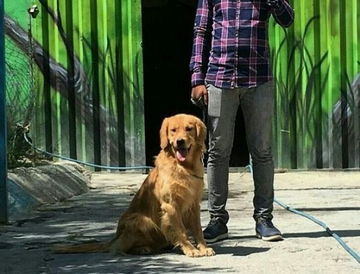 رتریور طلایی(گلدن رتریور Golden Retriever)