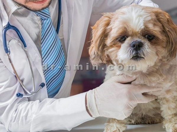 دامپزشک درمانگر حیوانات خانگی
