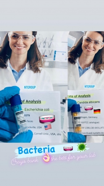 سوش  باکتری bacillus  subtilis